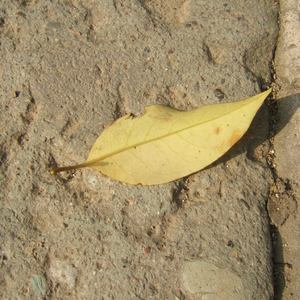 国产成人午夜性a一级毛片
